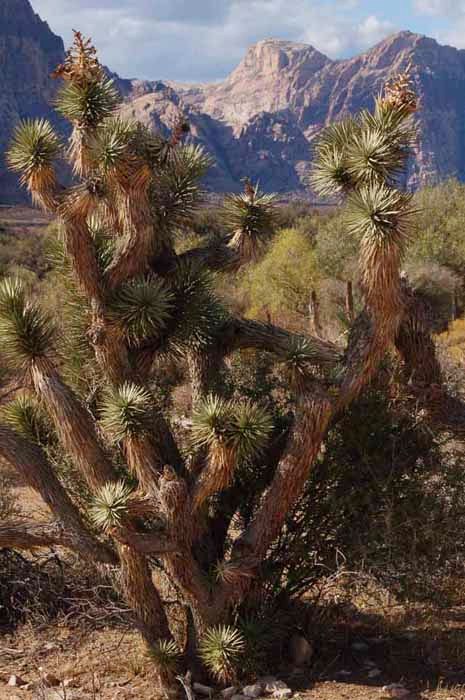 A Joshua tree